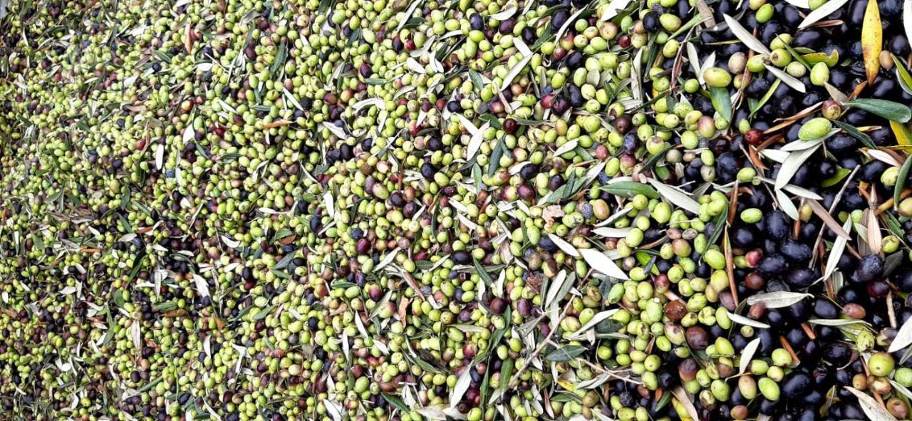 Agriturismo Gli Antichi Sapori Vatolla Esterno foto