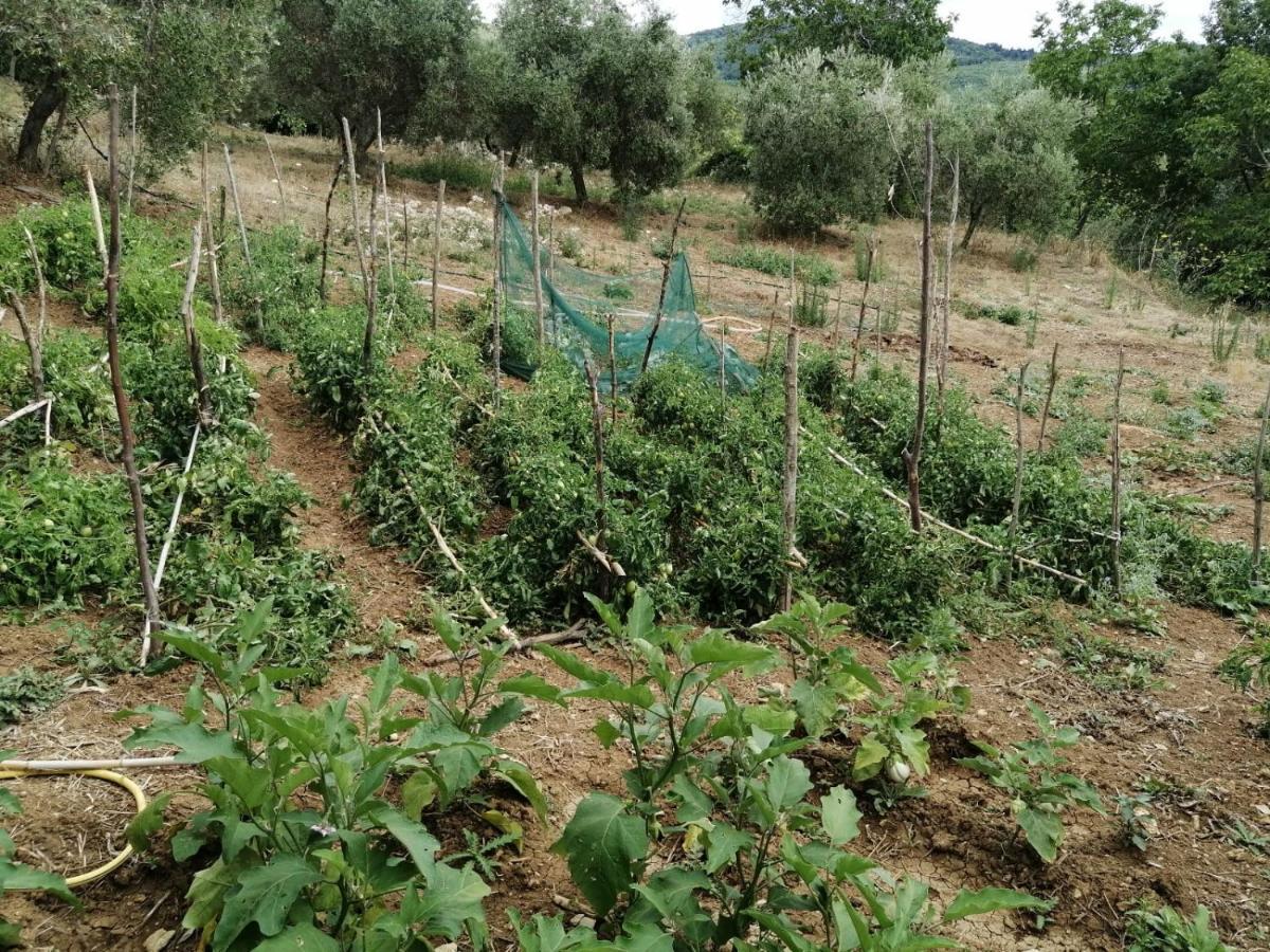 Agriturismo Gli Antichi Sapori Vatolla Esterno foto